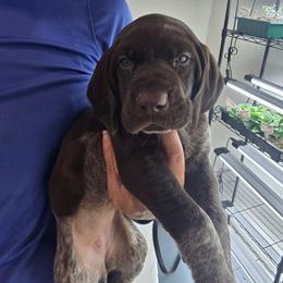 Sunshine - Liver roan female German Shorthaired Pointer puppy in Hardy, Virginia from Erica Jackson