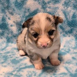 GINGER (Merle) fluffy tail docked - Blue merle and white female American Corgi puppy in Walker, Iowa from Double K Corgis