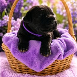 Nova - Black female Cane Corso puppy in El Paso, Texas from PaPaws Gotta Love It Kennels