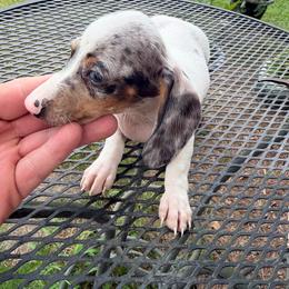 Luke - Piebald male Dachshund puppy in Florence County, South Carolina from Modern Family Standards