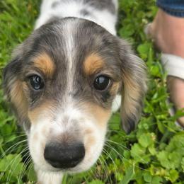 Truffle - Dapple male Dachshund puppy in Evansville, Indiana from Pixie Dust Dachshunds