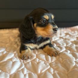 Skye - Black and tan female Dachshund puppy in Morristown, Tennessee from Hillside Hounds