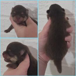 Teddy - Chocolate and tan male Pomeranian puppy in Washington, North Carolina from Grace's Poms🐾💕