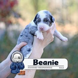 Beanie - Blue merle and white male Sheepadoodle puppy in Cleveland, Tennessee from Narrow Path Old English & Sheepadoodles