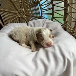 Jeremiah - Red tri-color male Australian Shepherd puppy in Grants Pass, Oregon from Carmel Mountain Aussies