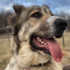 Armenian Gamprs from Lazy I Farmstead