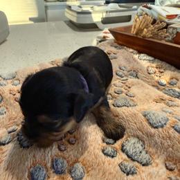 Boy 4 - Blue and gold male Yorkshire Terrier puppy in Midland, Georgia from Shanequa's Yorkshire Terriers
