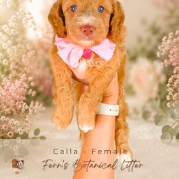 Calla - Cream female Goldendoodle puppy in Atlanta, Georgia from Teddy Puppies