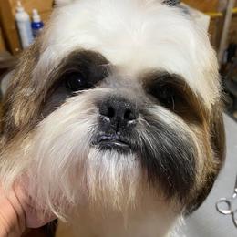 Oscar - Shih Tzu