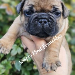 Boober - Fawn male French Bulldog puppy in Overland Park, Kansas from Simply Kind Frenchies