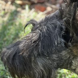 Scottish Terriers from Miranda Maynard
