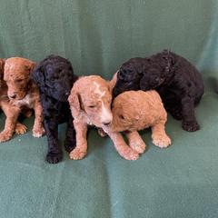 Poodle Puppies from Shab's Standard Poodle