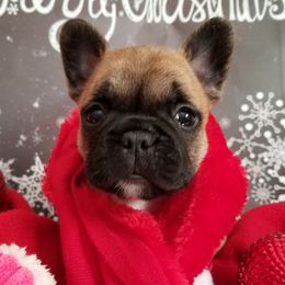 English Bulldog and French Bulldog Puppies from Bullwrinklz