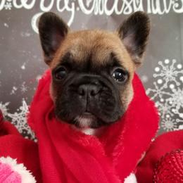 English Bulldog and French Bulldog Puppies from Bullwrinklz