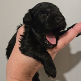 Arlo - Black male Miniature Schnauzer puppy in Hickory, North Carolina from Selene's Schnauzers