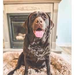 Lucy - Labrador Retriever