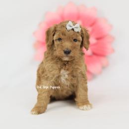 Pixie - Red  female Poodle puppy in Republic, Missouri from Red Skye Puppies