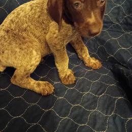 Brown - Liver roan male German Shorthaired Pointer puppy in St. Petersburg, Florida from Dancin' German Shorthaired Pointer's
