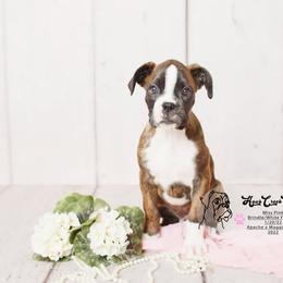 Boxer Puppies from Hawk Creek Boxers