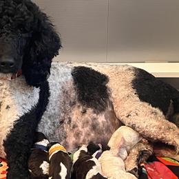 Nora - Poodle