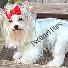 Biewer Terrier and Yorkshire Terrier All Grown Up from Dreamy Pups