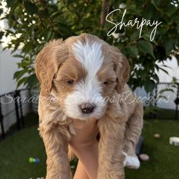 Sharpay - Red female Bernedoodle puppy in Saratoga Springs, Utah from Saratoga Springs Doodles