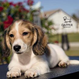 Dapper's Dancehall Darlings- Jive - Piebald female Dachshund puppy in Zephyrhills, Florida from Dapper Doxies