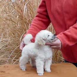 Poodle Puppies from Adagio Toy Poodles