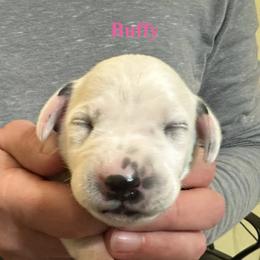 Buffy - White and black female Dalmatian puppy in New Jersey from Prestige Dalmatians