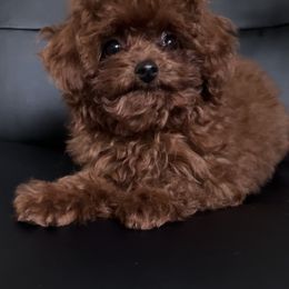 Girl - Red  female Poodle puppy in Marietta, Georgia from Toy Poodles by Iryna