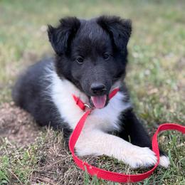 Bi Black Male 2 - Black and white male Shetland Sheepdog puppy in Shirley, Arkansas from Lucky Pups