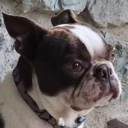 Choppo - Boston Terrier