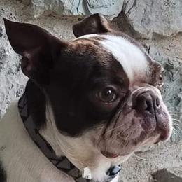 Choppo - Boston Terrier
