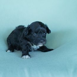 Chinese Crested Puppies from Qilin Chinese Crested