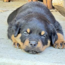 Rottweiler Puppies from Cross Creek Rottweilers