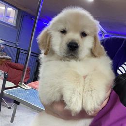 Golden Retriever Puppies from ERSA Acres Golden Retreivers