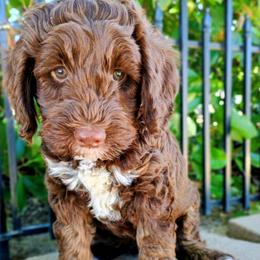 Charlie Brown - Chocolate male Australian Labradoodle puppy in Atascadero, California from Classic Poodles and Doodles