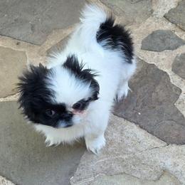 Coraline - White female Pekingese puppy in Winchester, Virginia from Posh Pekingese