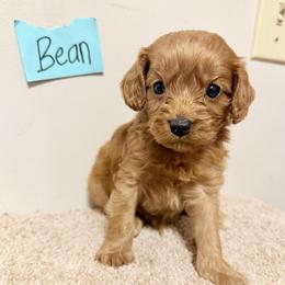 Bean - Red male Cavapoo puppy in River Falls, Wisconsin from Dottie's Doodles