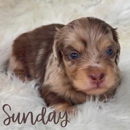 Sunday - Dapple female Dachshund puppy in Sumrall, Mississippi from Huckleberry Tails