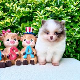 Chocolate Merle Tan Parti AKC - Chocolate merle male Pomeranian puppy in Princeton, New Jersey from PureLove Poms.