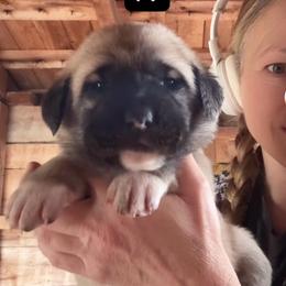Female 1 - Fawn female Anatolian Shepherd Dog puppy in Daggett, Michigan from T&S Anatolians