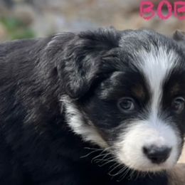BOBBIN - Black tri Miniature Australian Shepherd puppy in Elgin, Illinois from Beaman Aussie Pride
