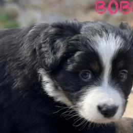 BOBBIN - Black tri Miniature Australian Shepherd puppy in Elgin, Illinois from Beaman Aussie Pride