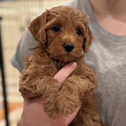 Cockapoo Puppies from Brook Valley Cockapoos
