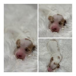 Macadamia girl - Piebald female Dachshund puppy in Chehalis, Washington from McJazzin Doxies