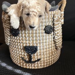 Poodle Puppies from Tyndaleia Watson