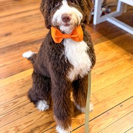 Judah - Bernedoodle