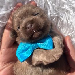 Cartier - Lilac male Shih Tzu puppy in Coolidge, Arizona from Shih Tzu’s  ‘N’ Love