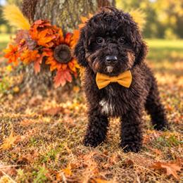 S t a n l e y - male Cavapoochon puppy in Bullard, Texas from Cavapoochon Central LLC